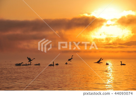 在豬苗代湖的天鵝 44093074