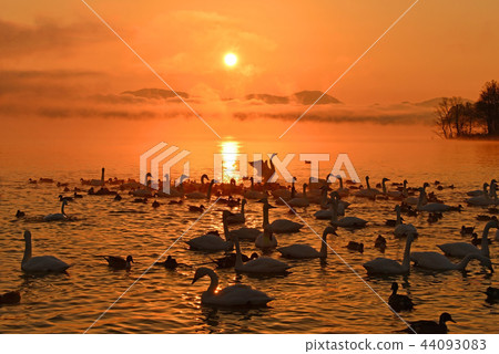 在豬苗代湖的天鵝 44093083