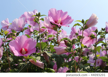 Rose of Sharon 44093201