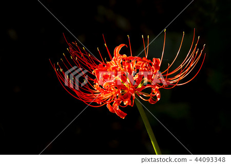 Yellowstone National Park, 44093348