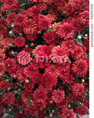Chrysanthemums flowers, small decorative red Chrysanthemums flowers, small decorative red 44093398