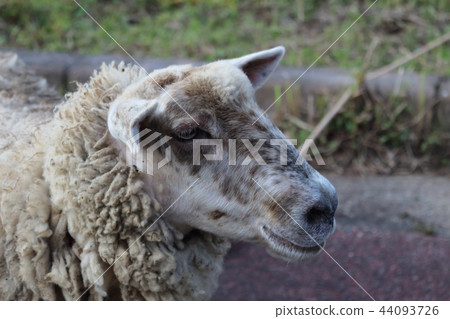 Sheep's profile Sheep's profile 44093726