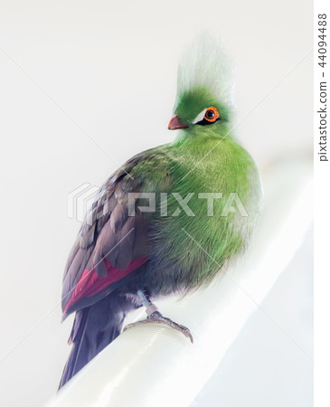 Guinea Eboshidori 44094488