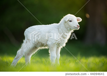 cute little lamb on fresh green meadow 44094641