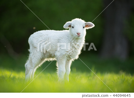 cute little lamb on fresh green meadow cute little lamb on fresh green meadow 44094645