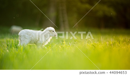cute little lamb on fresh green meadow cute little lamb on fresh green meadow 44094653