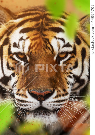 Close up of a Siberian tiger (Panthera tigris altaica). 44094703