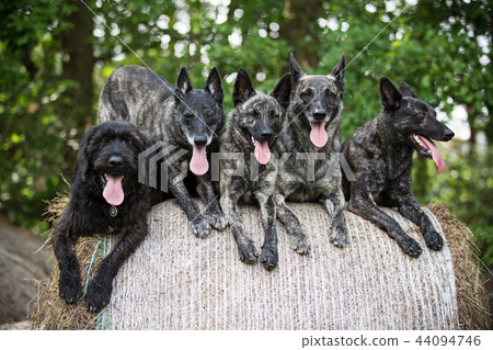Pack of Dutch shepherd Dogs sitting on heystack. 44094746