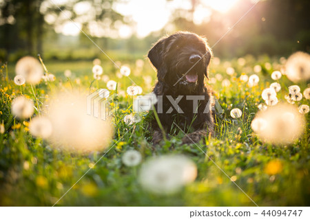 Portrait of black mutt dog during sunset on meadow. 44094747
