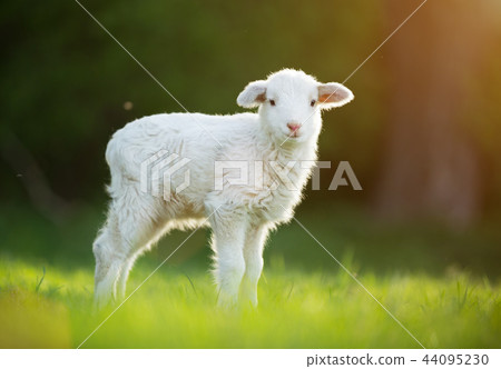 cute little lamb on fresh green meadow 44095230