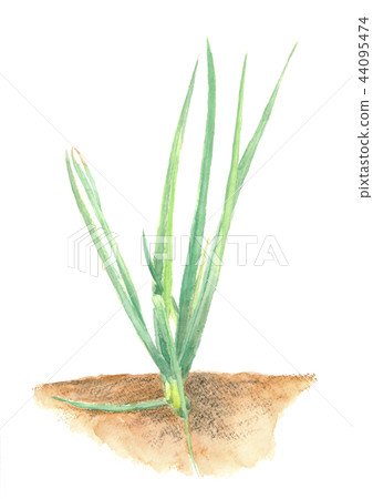 A long onion A long onion 44095474