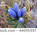 藍色的花 44095997