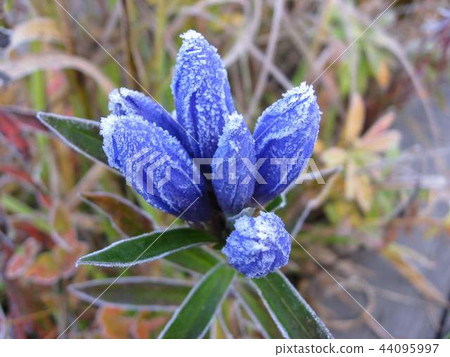 藍色的花 44095997