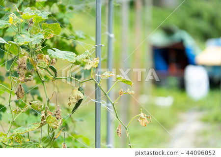 颱風過後的黃瓜田 44096052