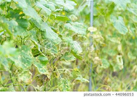 颱風過後的黃瓜田 44096053