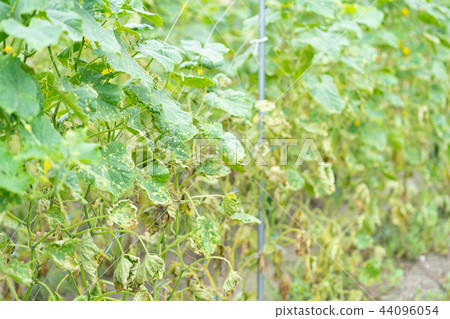 颱風過後的黃瓜田 44096054