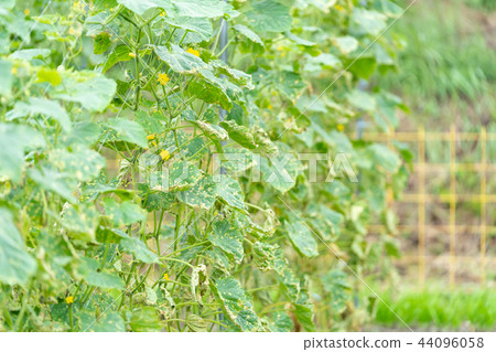 颱風過後的黃瓜田 44096058