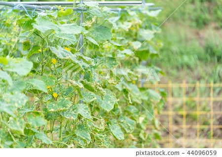 颱風過後的黃瓜田 44096059
