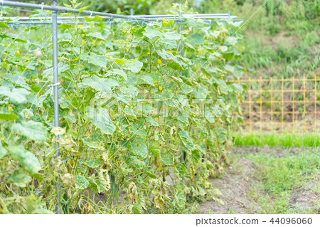 颱風過後的黃瓜田 44096060