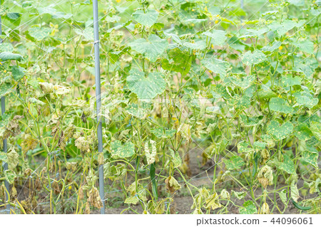 颱風過後的黃瓜田 44096061