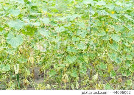 颱風過後的黃瓜田 44096062