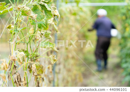 在颱風以後的黃瓜領域自然災害 44096101