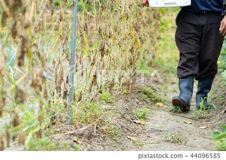 在颱風以後的黃瓜領域自然災害 44096585