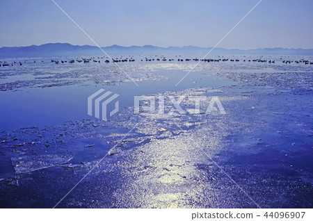 Swan in Lake Inawashiro 44096907