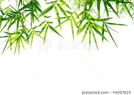 Green bamboo leaves isolated on white background Green bamboo leaves isolated on white background 44097624