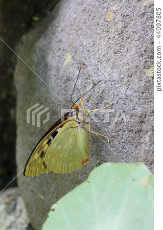 Charonda 44097805