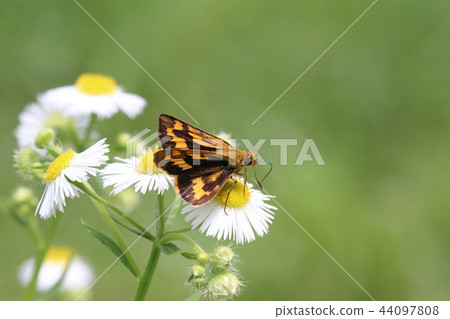 A flower garden 44097808