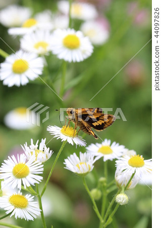 一個花園 44097826