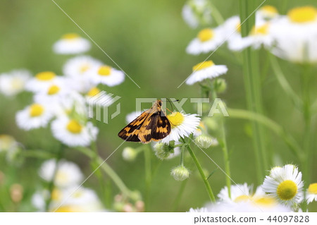 一個花園 44097828