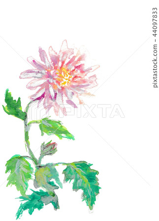 菊花 菊花 44097833