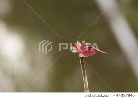 Close up of Dragonfly is on the branch 44097940