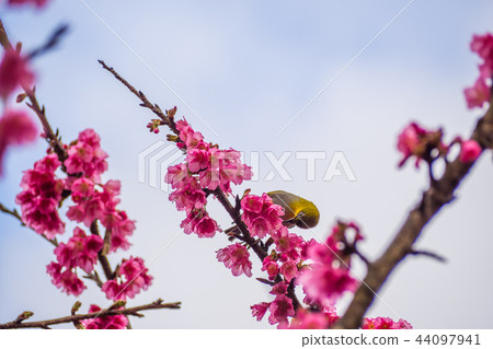 Chestnut-flanked White-eye Bird on Cherry blossom Chestnut-flanked White-eye Bird on Cherry blossom 44097941