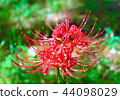 Cluster amaryllis 44098029