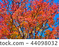 Autumn leaves hunting 44098032