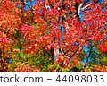 Autumn leaves hunting 44098033