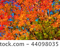 Autumn leaves hunting 44098035