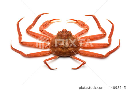 雪蟹 44098245