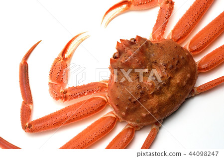 雪蟹 44098247