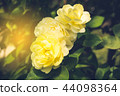 Miniature Yellow Rose 44098364