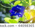 Butterfly pea or Blue pea 44098365