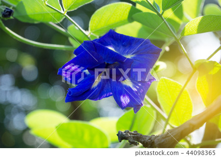 Butterfly pea or Blue pea Butterfly pea or Blue pea 44098365