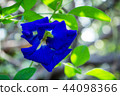 Butterfly pea or Blue pea 44098366
