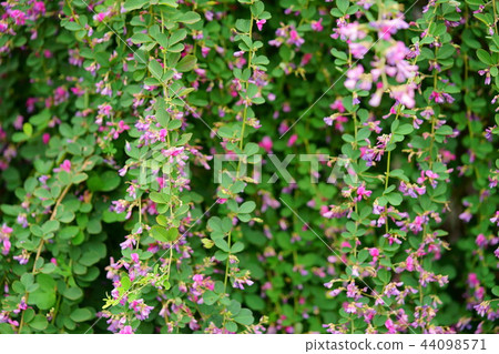 奈良,奈良町元子的玫瑰花13 奈良,奈良町元子的玫瑰花13 44098571