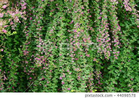Nara / Naramachi Motokoji / Blooming Rose 7 44098578