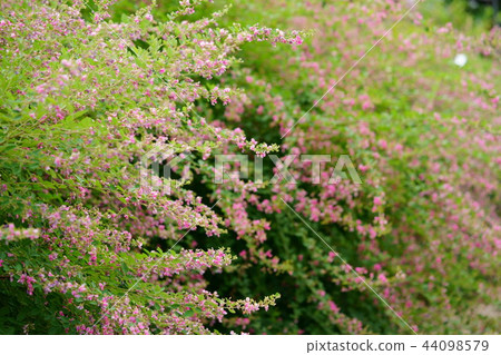 Nara / Naramachi Motokoji / Blooming Rose 10 Nara / Naramachi Motokoji / Blooming Rose 10 44098579