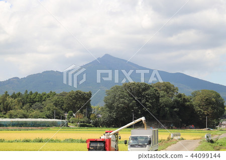 Ishioka City Hachigo district rice harvesting Ishioka City Hachigo district rice harvesting 44099144
